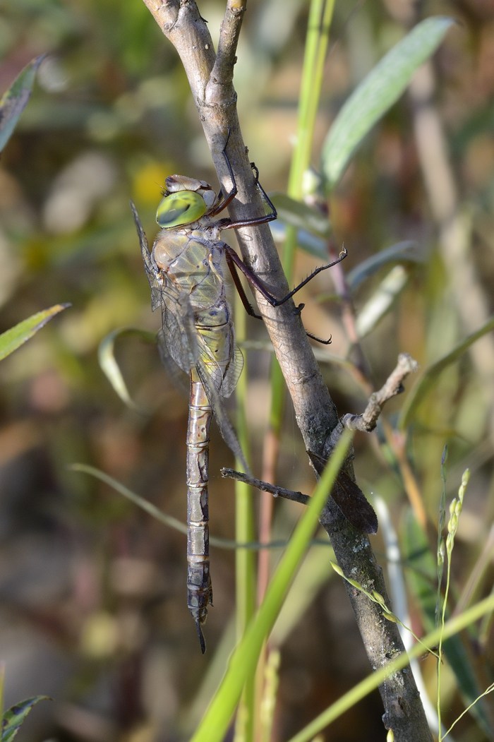 Anax parthenope maschio